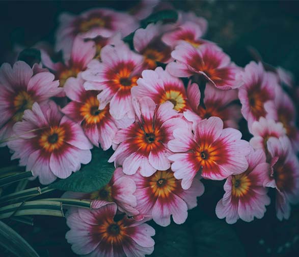 blooming delicate colorful primula vulgaris flowers